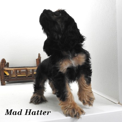 puppy, for, sale, Cocker Spaniel, Joe & Cherri  Overlease, dog, breeder, Miller, MO, dog-breeder, puppy-for-sale, forsale, nearby, find, puppyfind, locator, puppylocator, aca
